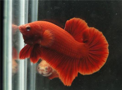 泰国斗鱼吃什么食物,泰国斗鱼喜欢吃什么饲料