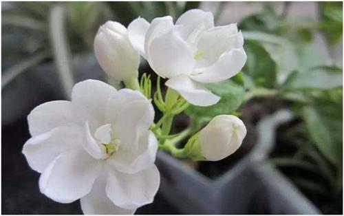 茉莉花出现花苞怎样养护,怎样才能使茉莉花枝粗叶绿
