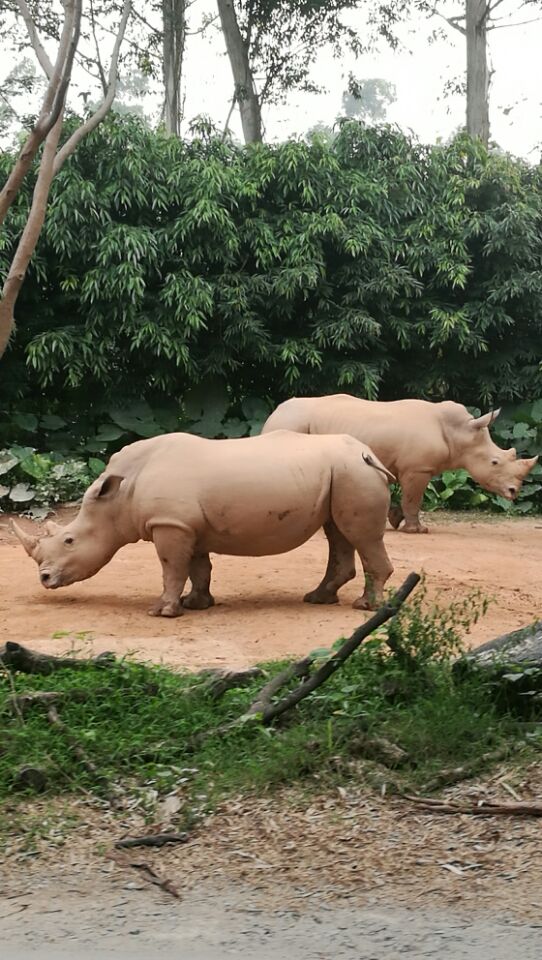 广东长隆野生动物园旅游攻略图片,长隆野生动物园国宝有几只