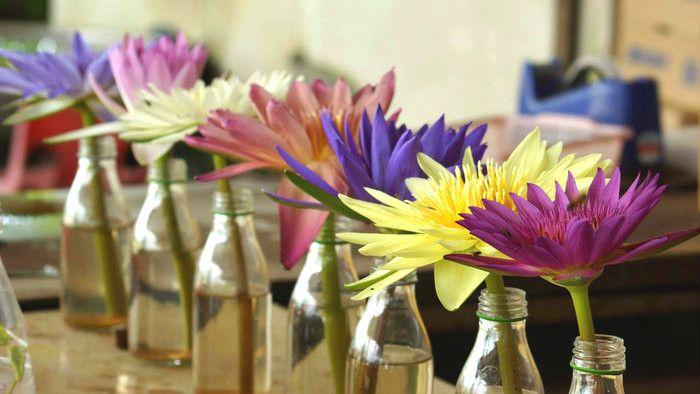 鱼缸养睡莲的养殖方法视频,家庭养睡莲用多大的缸合适