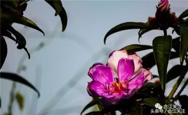 暴牙郎的药用,暴牙郎的神奇功效