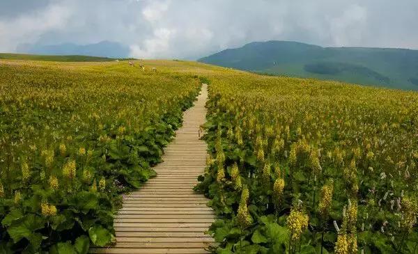 山西历山舜王坪大草原攻略,看云海高山草甸的地方