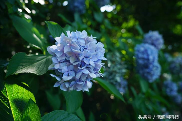 索尼最新微单a7r3与a9对比,索尼a9和a7r4拍视频比较