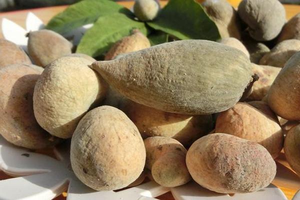 您知道盐肤木和五倍子的关系吗？