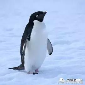 企鹅是什么种类动物,动物百科知识科普企鹅品种