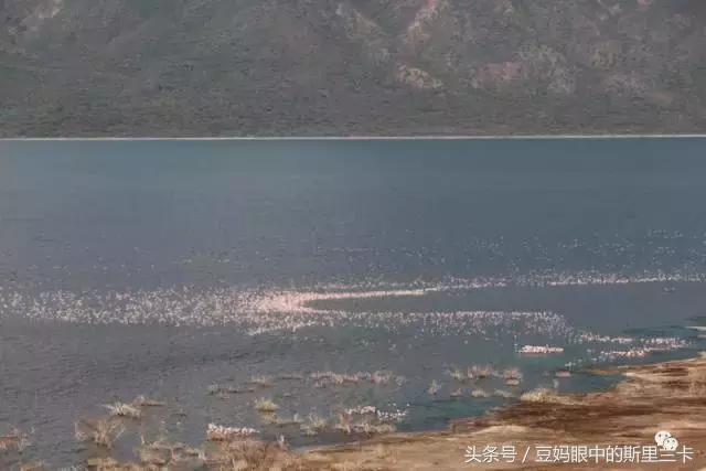 风动？树动？心动！致你，Kenya