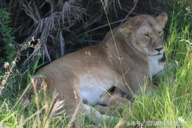 风动？树动？心动！致你，Kenya