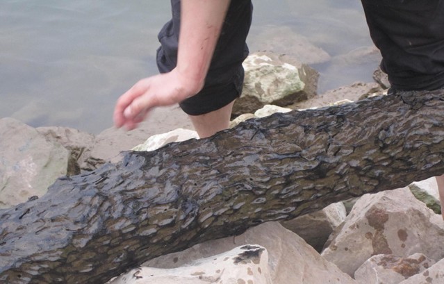 河里发现乌木,家有财宝一箱不如乌木半方