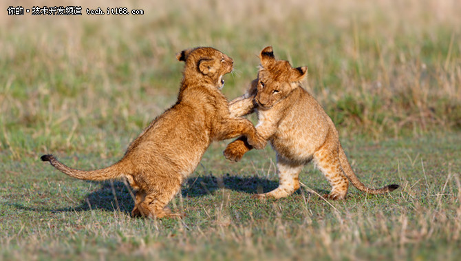 c璇█绋嬪簭鍛樿java,c璇█澶ф垬java