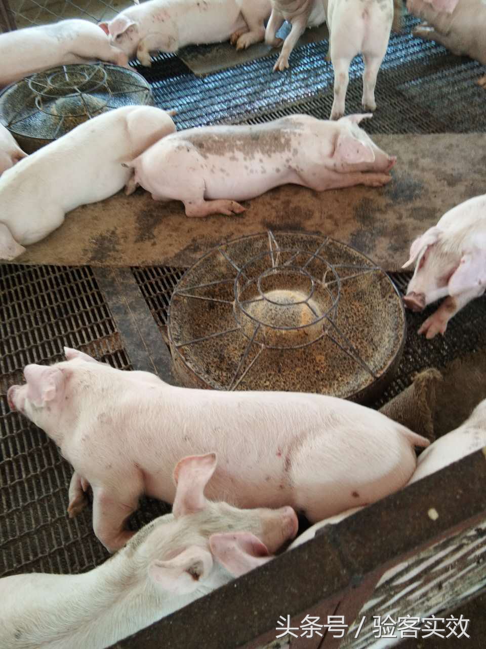 董广林猪业视频,董广林母猪饲养