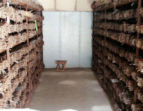 蝉是怎么蜕变成蝴蝶,蝉怎么样才可以变成飞蛾呢