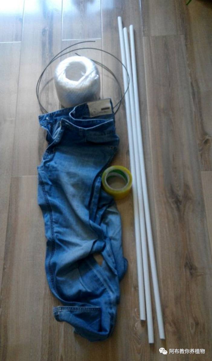 绿萝绿植怎么养活得快呢,绿萝植物养殖小知识