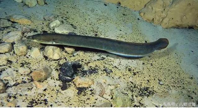 从鳗鱼的智慧说再到成为日本人餐桌上的料理食材！