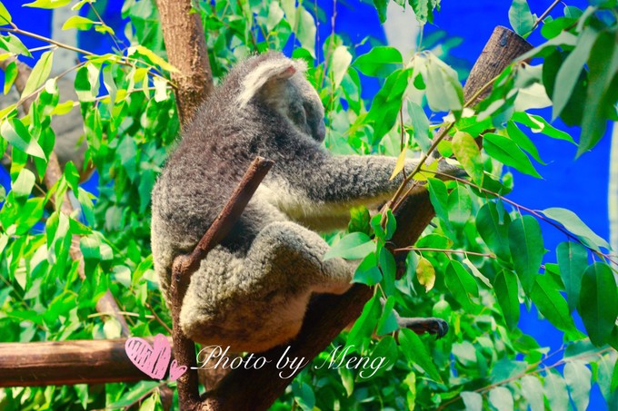 广州长隆水上乐园亲子游攻略视频,珠海长隆海洋快速通道亲子游攻略