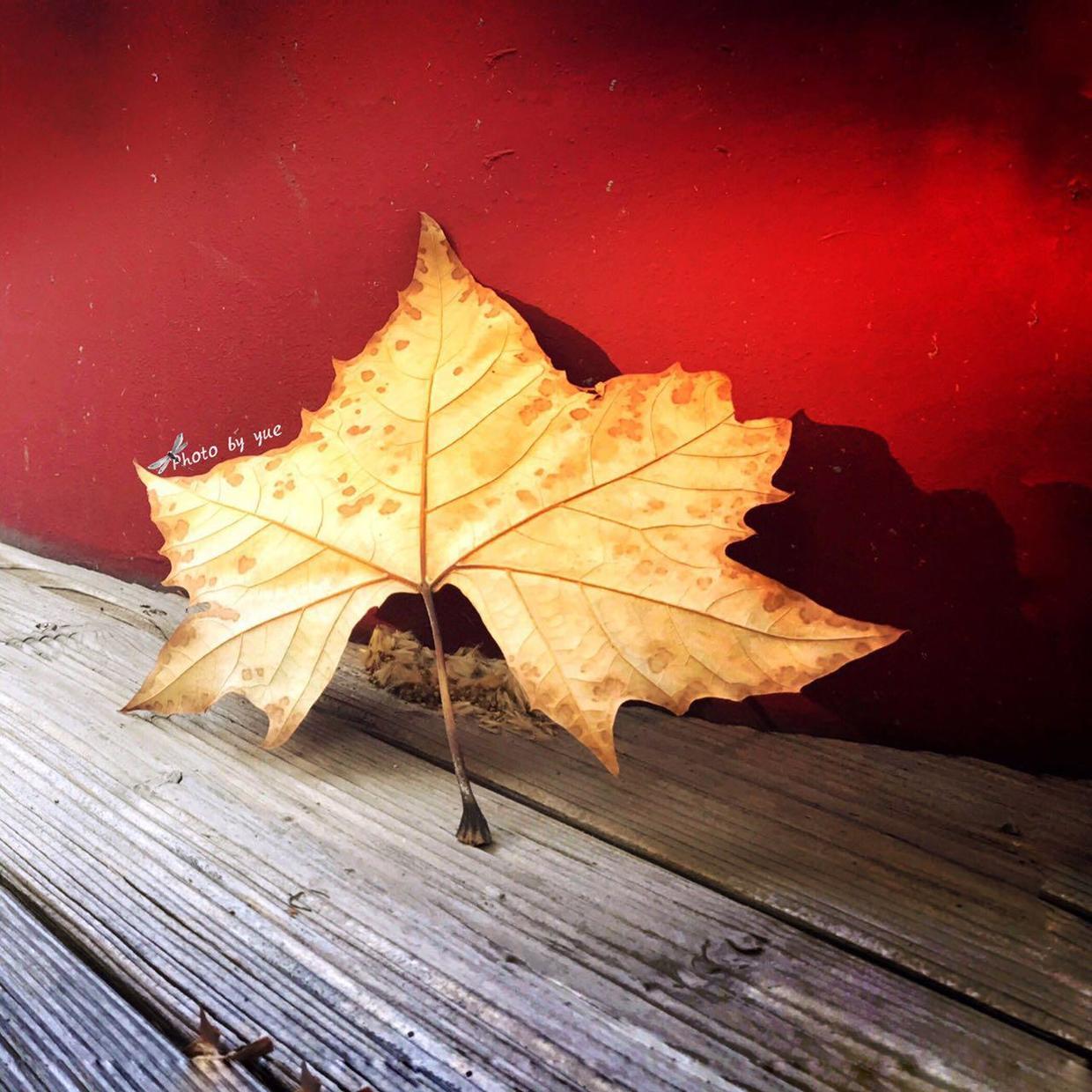 怎么给照片加印章水印,怎么在图片上加印章效果水印