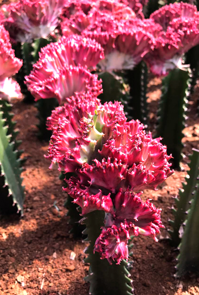 彩春峰多肉,春峰多肉植物图片大全
