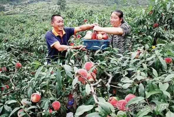 贵阳这个季节水果采摘线路，错过又要等一年