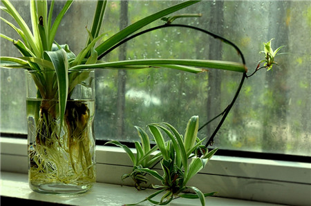 吊兰水培怎么才能长得好,吊兰怎么水培长得快