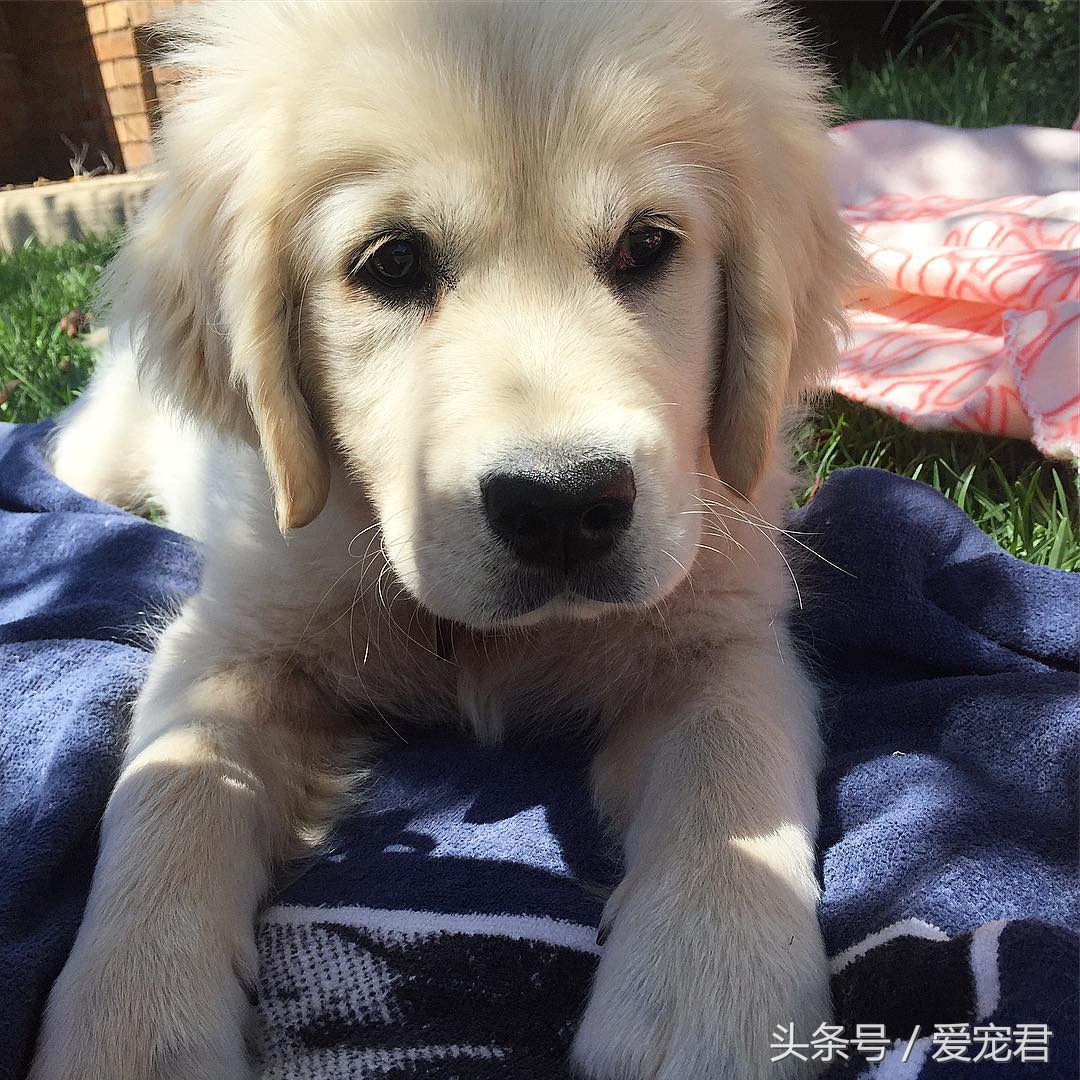 如何去除室内养宠物的异味,家中爱宠体味浓重清除宠物异味