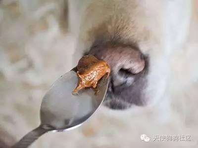 狗狗喂药小妙招药片,狗狗喂药五步法