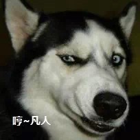 学狗狗护食狗狗的反应,狗狗食物中毒怎样急救