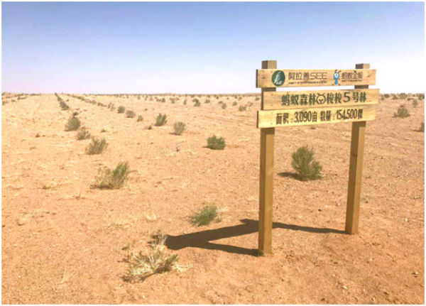 蚂蚁森林如何快速获取绿色能量？这些技巧你不可不知