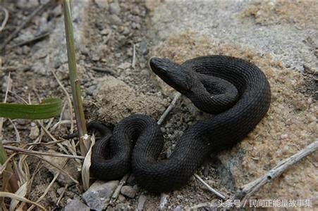 神医深山救治妇人故事,深山寻药真实故事