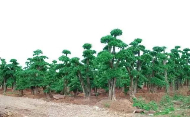 北方室外过冬的盆景对节白蜡盆景,小叶女贞和对节白蜡哪个适合盆景
