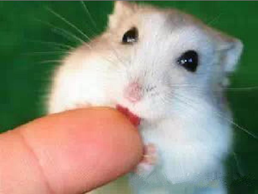 宠物仓鼠知识大全集,关于宠物仓鼠的文章