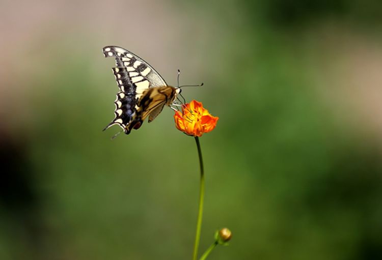伊滨区万安山山顶公园,洛阳万安山山顶公园照片