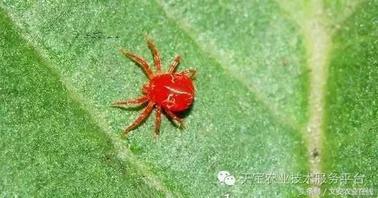 家用杀虫剂喷雾十大品牌,内吸性杀虫剂十大排行