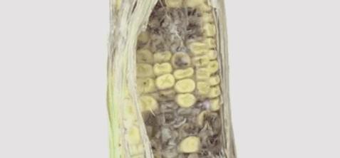 日本民众抢疯蔬菜,日本人抢购中国食物