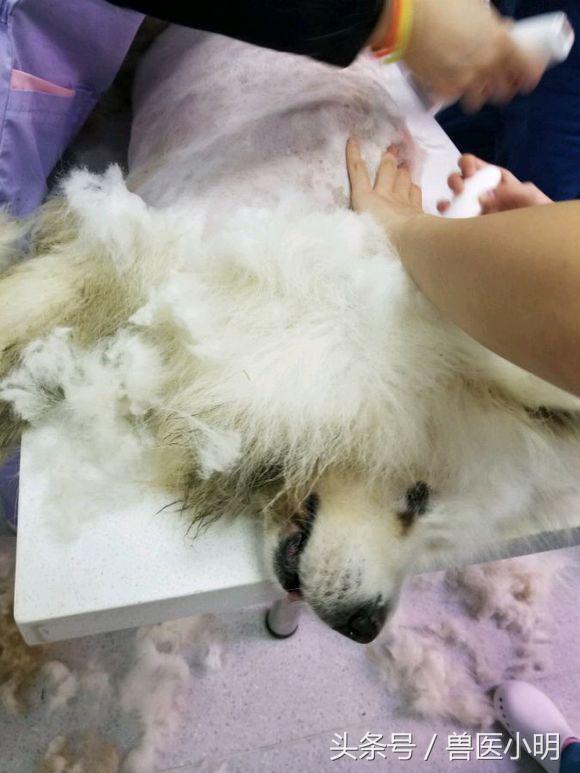 萨摩耶中暑几率大吗,萨摩耶中暑死亡