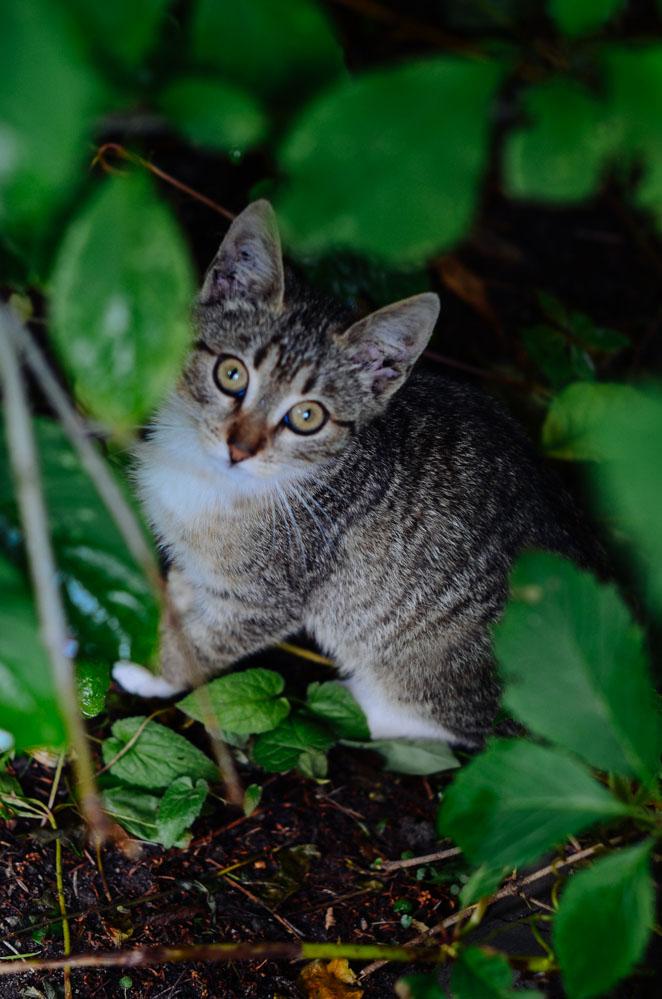 感受战斗民族的霸气,感受战斗民族的热情