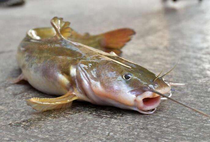 此鱼酷似老鼠，味道毫不逊于“长江三鲜”只是很难钓获