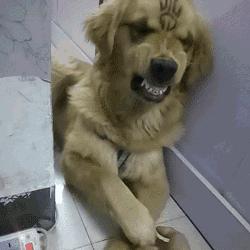 你们有过在网上买玩具的经历吗,在哪个网站上买玩具最便宜