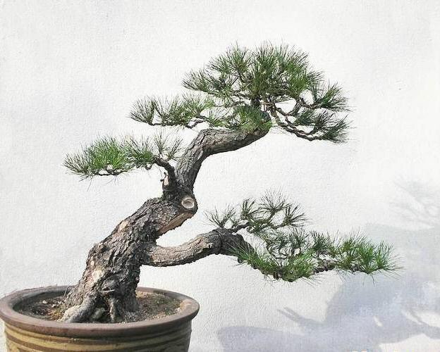 高山流水式松树盆景,亭亭山上松瑟瑟谷中风对比