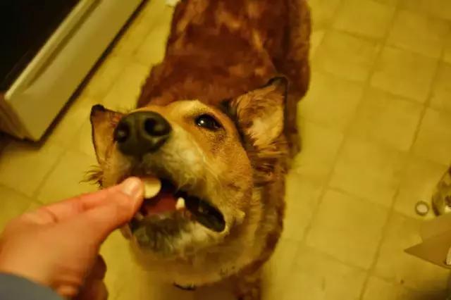 猫狗毛发怎么处理,猫狗皮毛皮屑过多咋回事