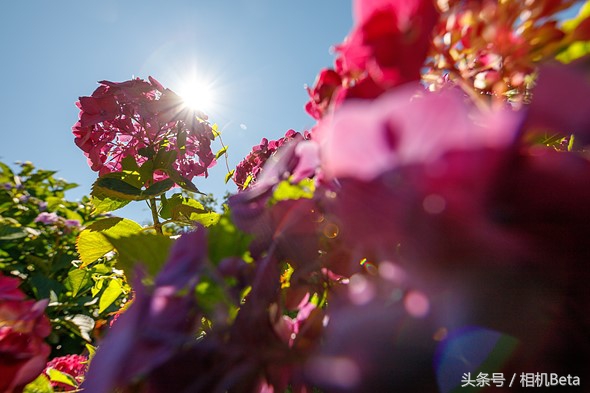 佳能eos6d,佳能eos6dmarkii哪会出的