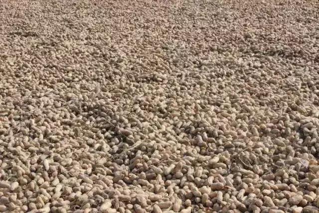 地里刚拔的花生,地里拔出来的新鲜花生吃了好吗