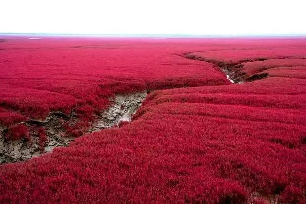 湿地陆地植物有哪些,湿地里的仙人掌