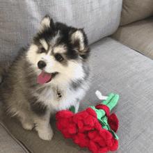 狗狗被臭到后的反应,狗狗被螨虫咬是什么样子的