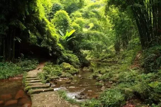 四川长宁竹海与赤水竹海,竹海风景区沐川