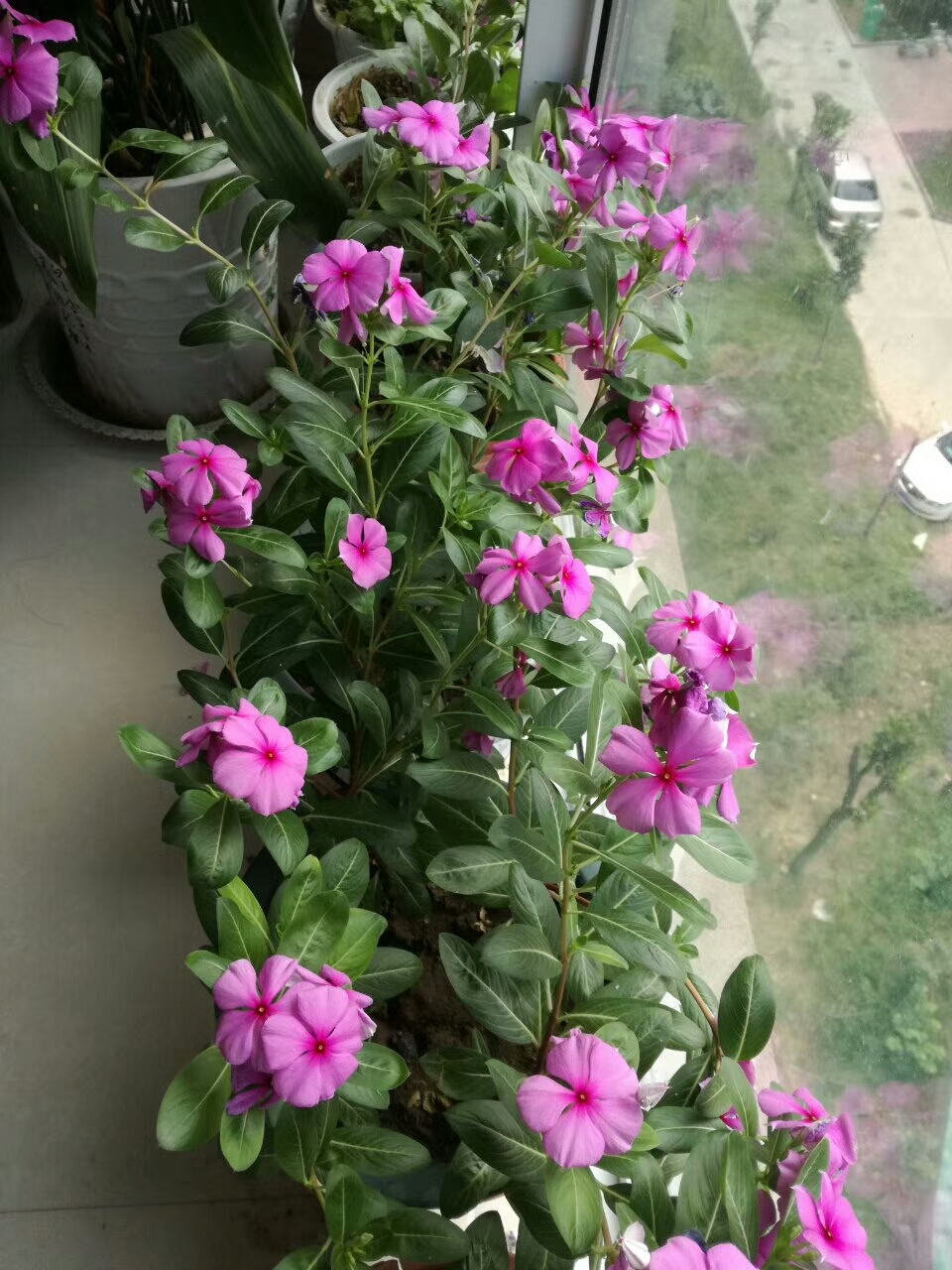 蓝颜知己是指的什么关系,蓝颜知己歌曲原唱完整版