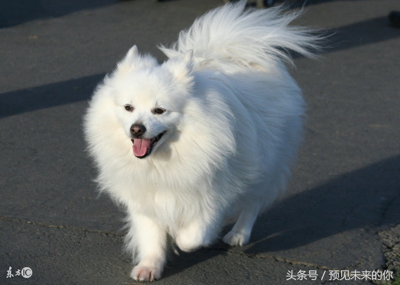 属狗的人未来命好不好,属狗人2026年的运程