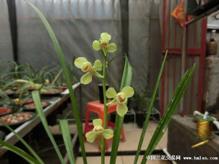 夏天建兰-四季魅力（绿光登）绝对经典的开品照片