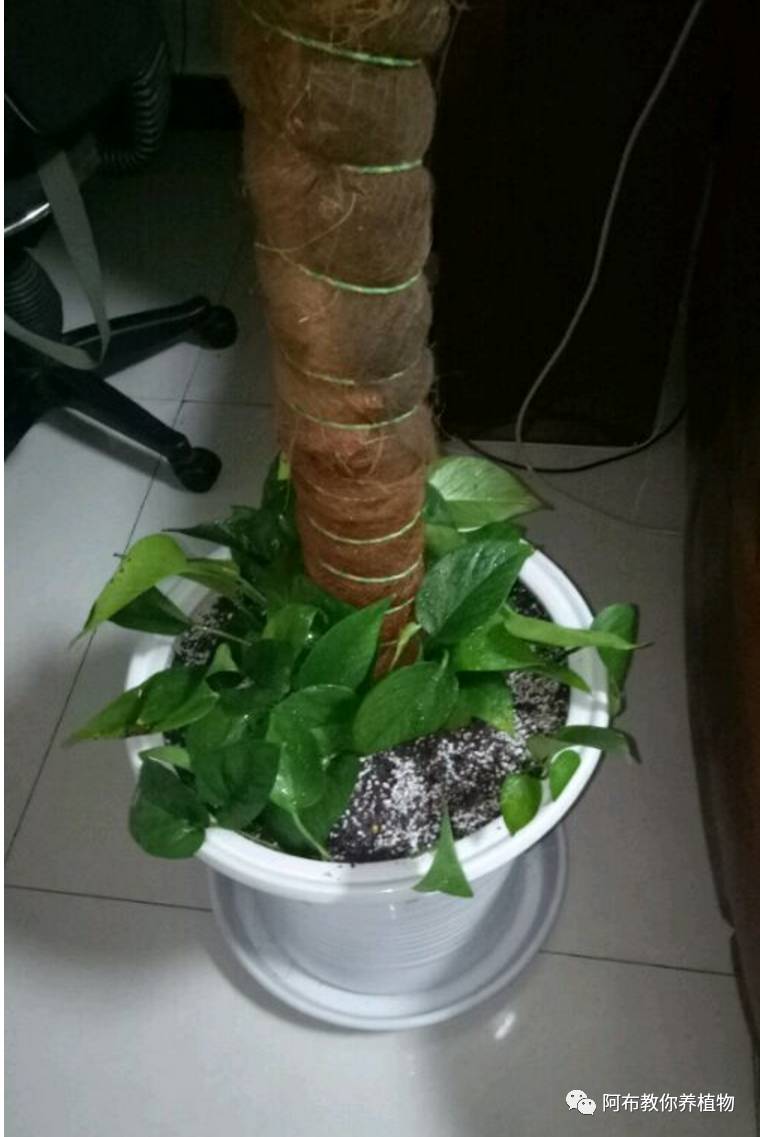 绿萝绿植怎么养活得快呢,绿萝植物养殖小知识