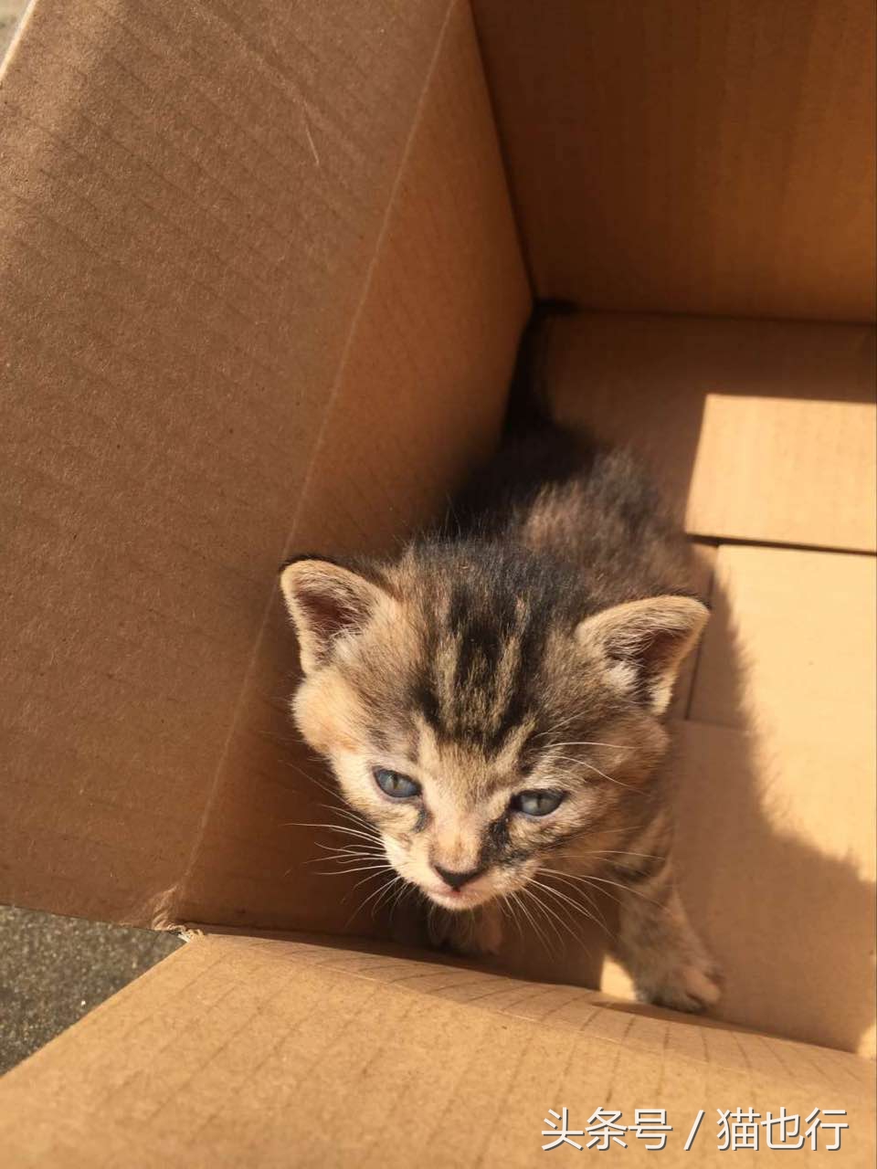 捡的小流浪猫容易养活吗,捡一只流浪猫大概要花多少钱