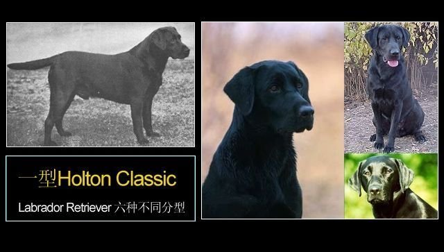 拉布拉多有几种形态的,拉布拉多真有五种形态吗