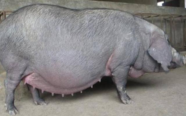 母猪产后掉膘,哺乳期母猪掉膘严重怎么补